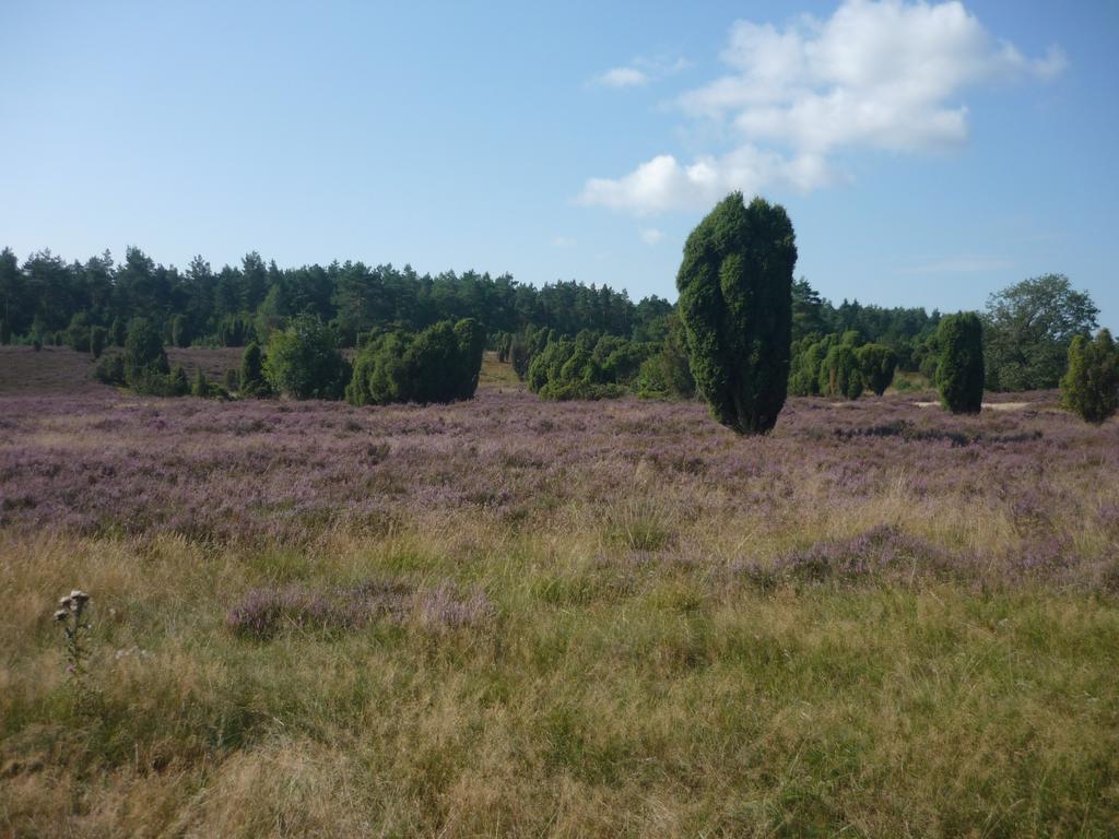 Ferienwohnungen Heideidylle Amelinghausen Exterior foto